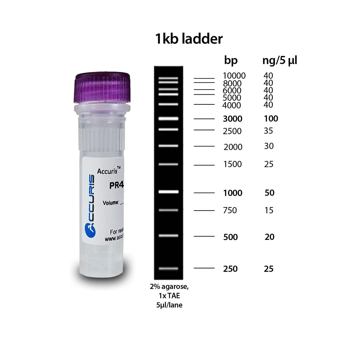 1kb DNA Ladder, 500 µL / 100 lanes